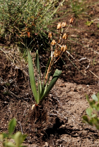 Albuca setosa