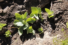 Senecio ruwenzoriensis