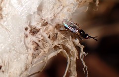 Prochyliza xanthostoma