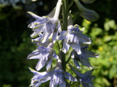 Delphinium schmalhausenii