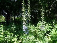 Delphinium schmalhausenii