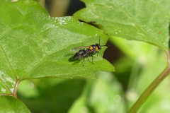 Ropalidia bicolorata