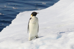 Aptenodytes forsteri