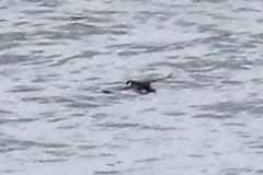 Pelecanoides magellani