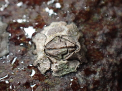 Austrominius modestus