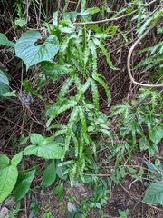 Lygodium heterodoxum