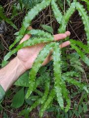 Lygodium heterodoxum