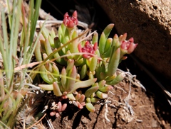 Delosperma congestum, photograph (c) Tony Rebelo, some rights reserved (CC BY-SA)