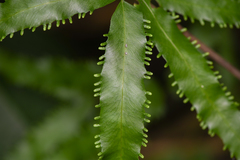 Lygodium heterodoxum