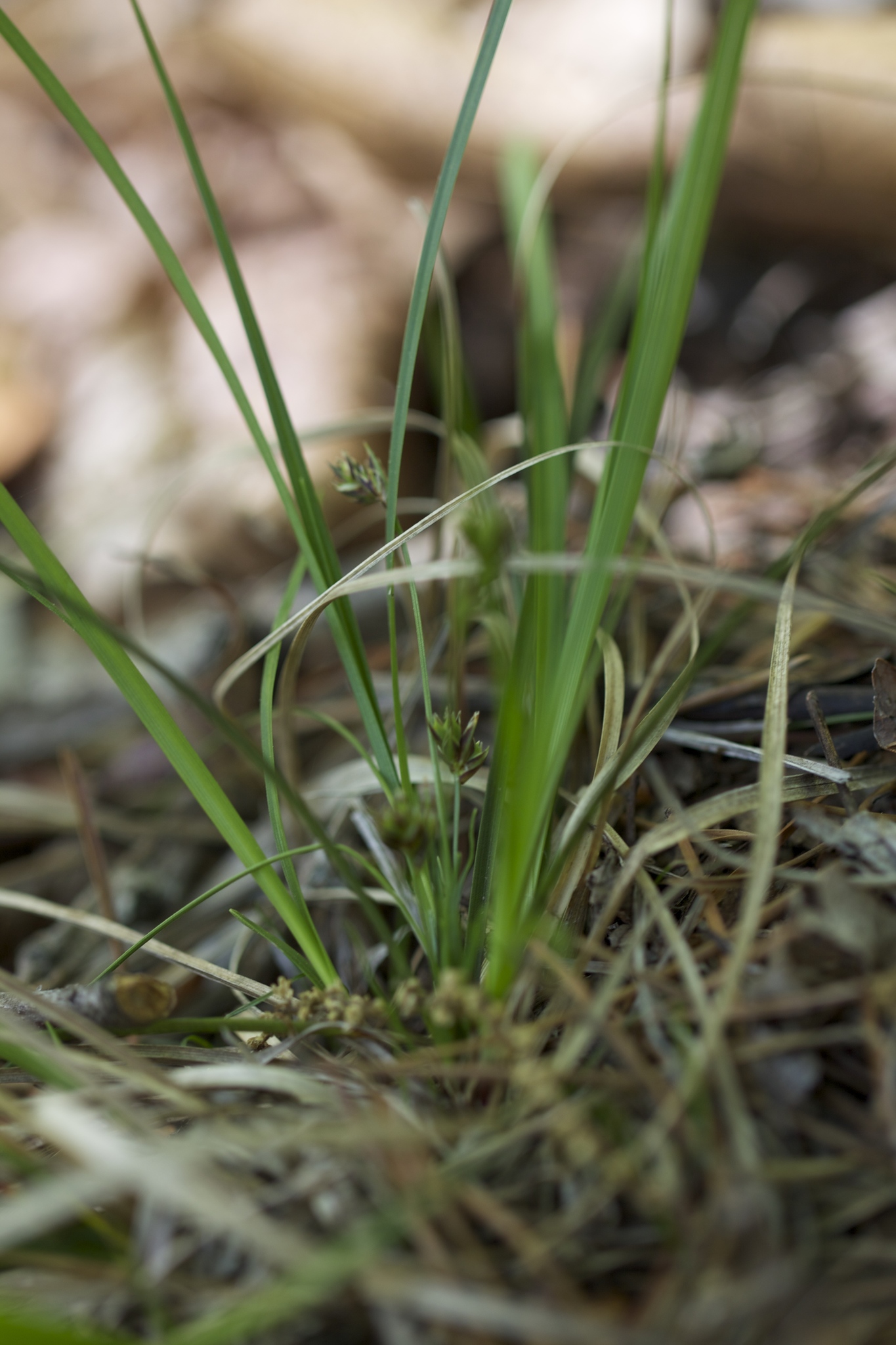 Carex reznicekii