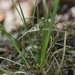 Carex reznicekii - Photo (c) Dwayne Estes, algunos derechos reservados (CC BY-NC), subido por Dwayne Estes