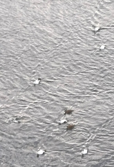 Somateria mollissima