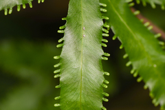 Lygodium heterodoxum