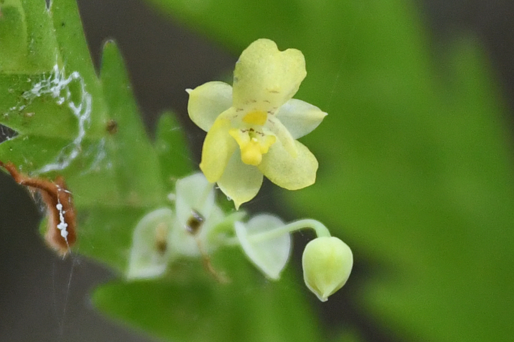 Lockhartia micrantha
