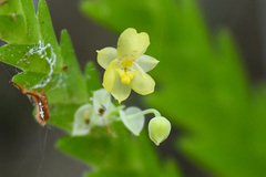 Lockhartia micrantha