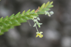 Lockhartia micrantha