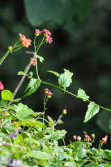 Pseudogynoxys cummingii