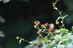 Pseudogynoxys cummingii