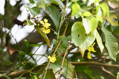 Stigmaphyllon ellipticum