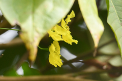 Stigmaphyllon ellipticum