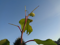 Pristiphora conjugata