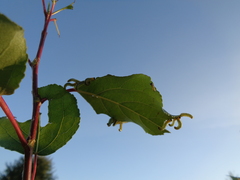 Pristiphora conjugata