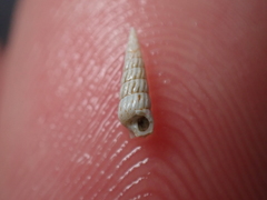 Turbonilla lactea
