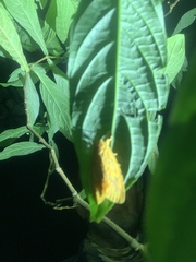 Barsine striata
