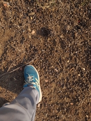 Boselaphus tragocamelus