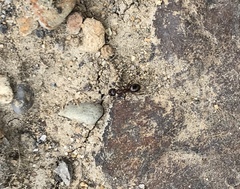 Formica subpolita