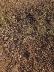 Boselaphus tragocamelus