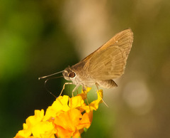 Cymaenes tripunctus theogenis