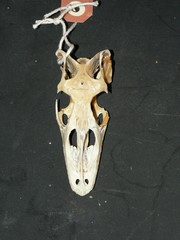 Varanus