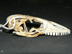 Varanus