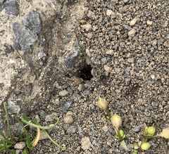 Formica subpolita
