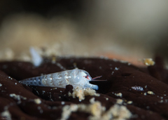 Hypermastus epiphanes