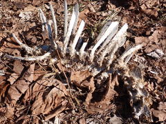 Prochyliza xanthostoma