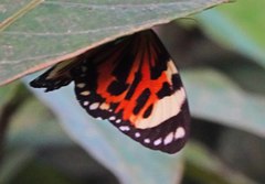 Lepidoptera