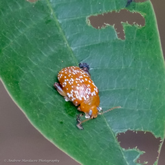 Asiophrida scaphoides