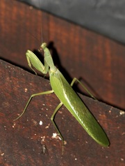 Sphodromantis lineola