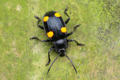 Eumorphus quadriguttatus