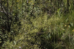 Asparagus stellatus