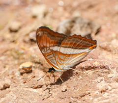 Adelpha gavina