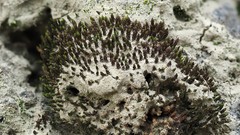 Didymodon cordatus