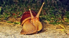 Lissachatina fulica