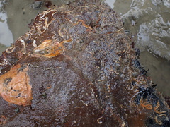 Ammothea hilgendorfi