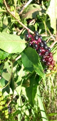 Phytolacca americana