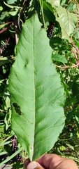 Phytolacca americana