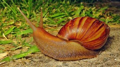Lissachatina fulica