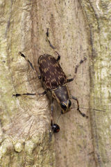 Acorynus frontalis